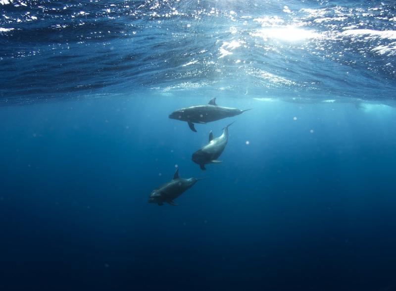 dolphins.jpg