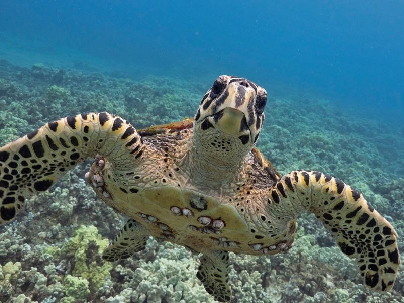 1200x900-hawaiian-hawksbill-mcleish