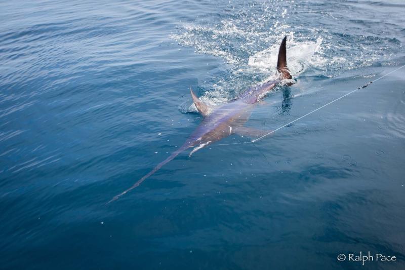 Swordfish swimming near the surface pulling a fishing line