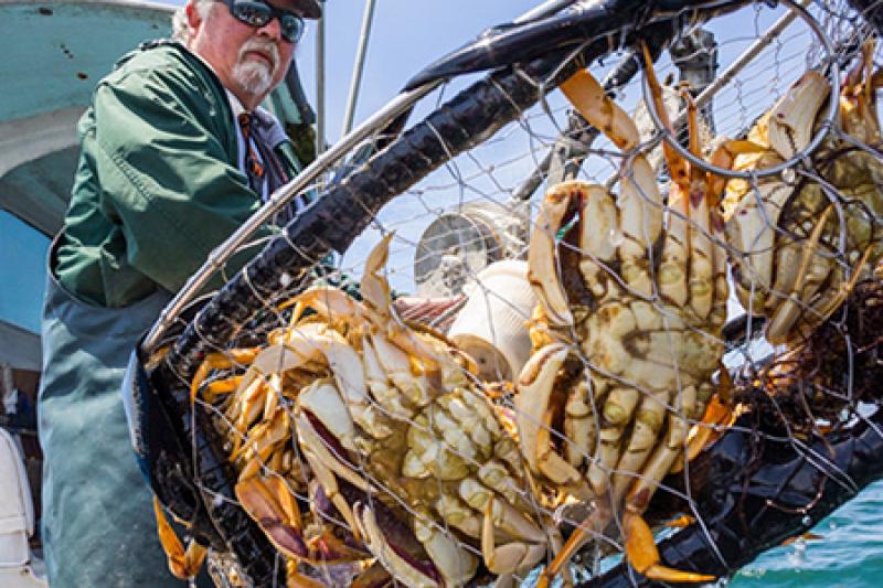 Dungeness crabs caught by fisherman.jpg