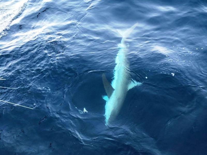 Dusky shark 