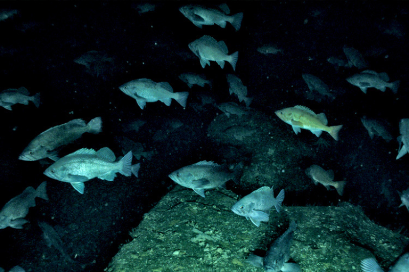 Group of fish swimming near the sea floor
