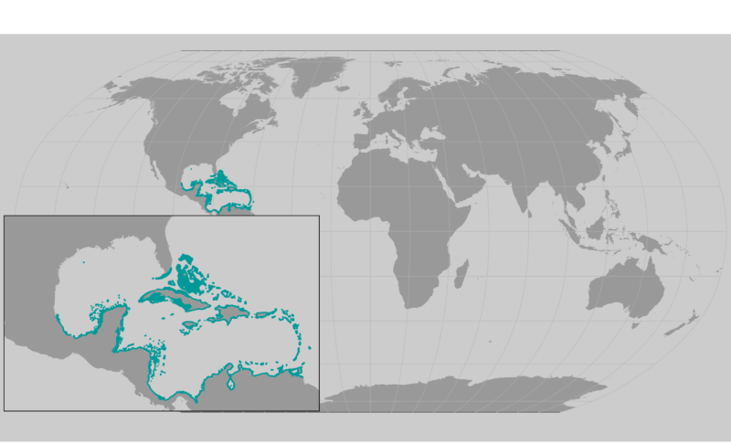 Elkhorn_Coral_revised.png
