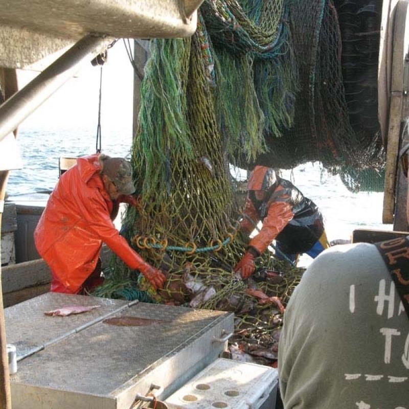 Emptying a trawl net_NOAA Fisheries_John Bullard.jpg