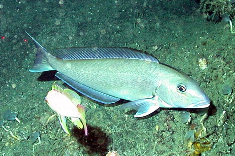 end_to_overfishing01.jpg