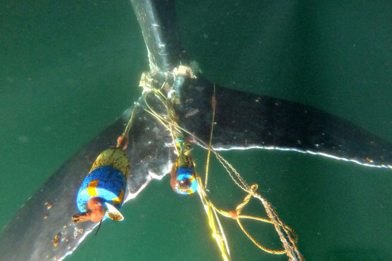 entangled-humpback-tail.jpg