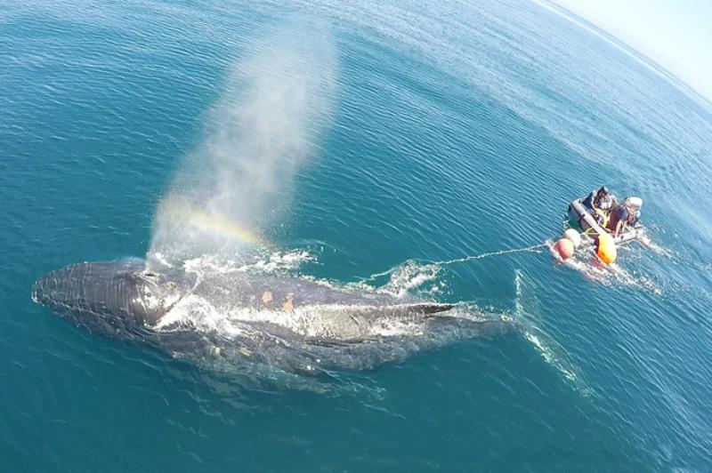 entangled-whale.jpg