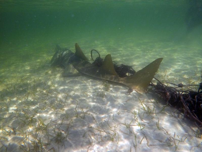 Entangled Sawfish NPS Photo.jpg