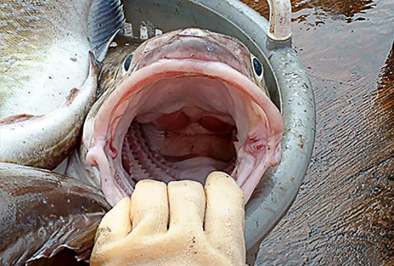 Examining the inside of a fish's mouth.jpg
