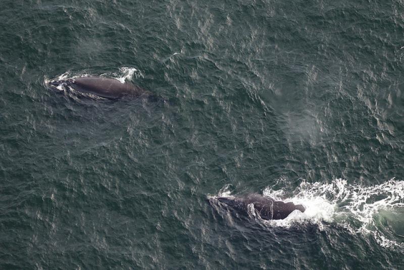 First right whales 2018_2019 season.jpg