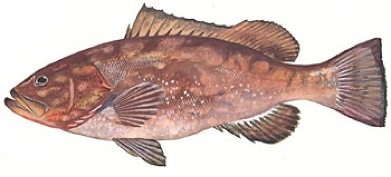 fish-EMORI-illustration.jpg