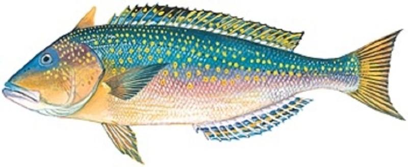 fish-golden-tilefish-image.jpg