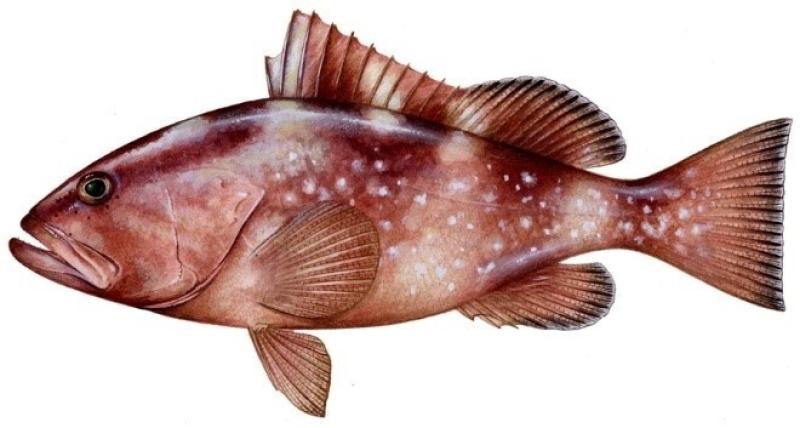 fish-image-redgrouper.jpg