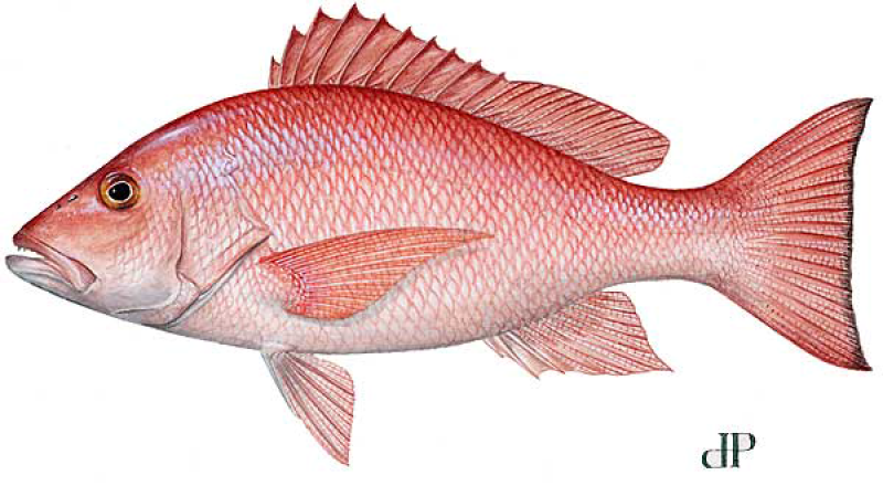 fish-LCAMP-illustration-DP.png