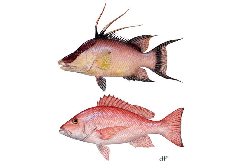 fish-LCAMP-LMAXI-illustration-DP.jpg