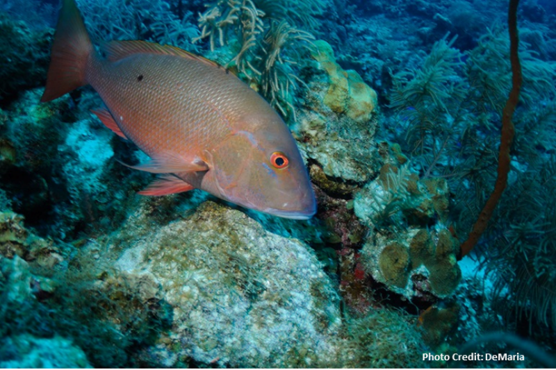 Image of a snapper grouper fish