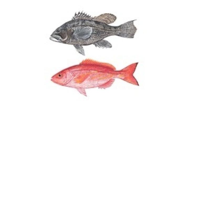fish-vermilion-bsb-image.jpg