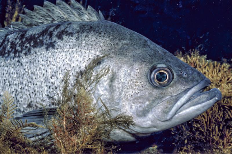 fish3-thumb.jpg