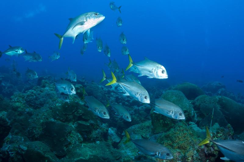 fish in the ocean.jpg