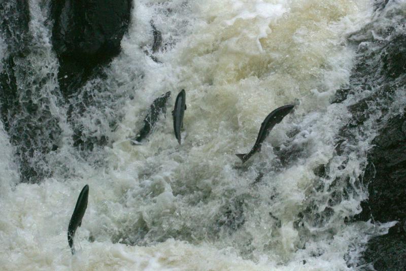 fish migration 1170x780 -fish leap up stream AK.jpg