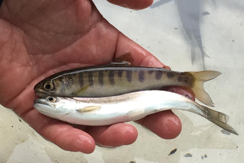 Fish Migration Clackamas Hydropower Webstory 4 3x2.jpg