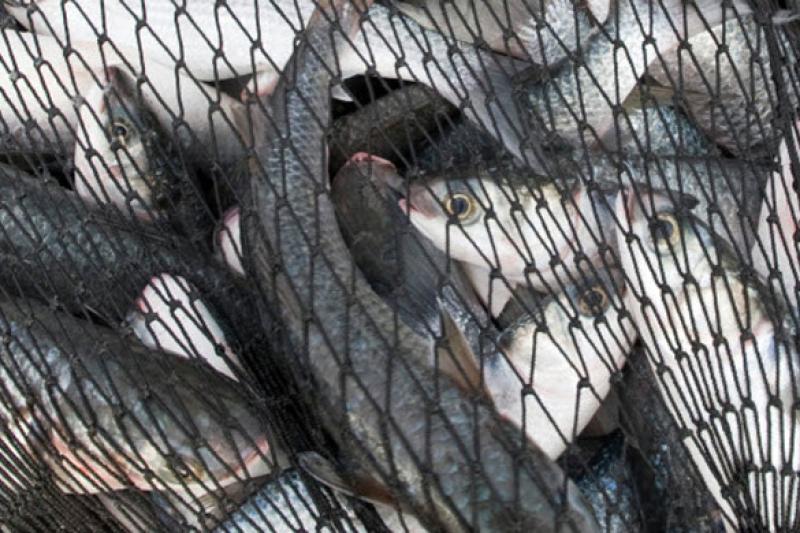 fishes-in-net-585x390.jpg