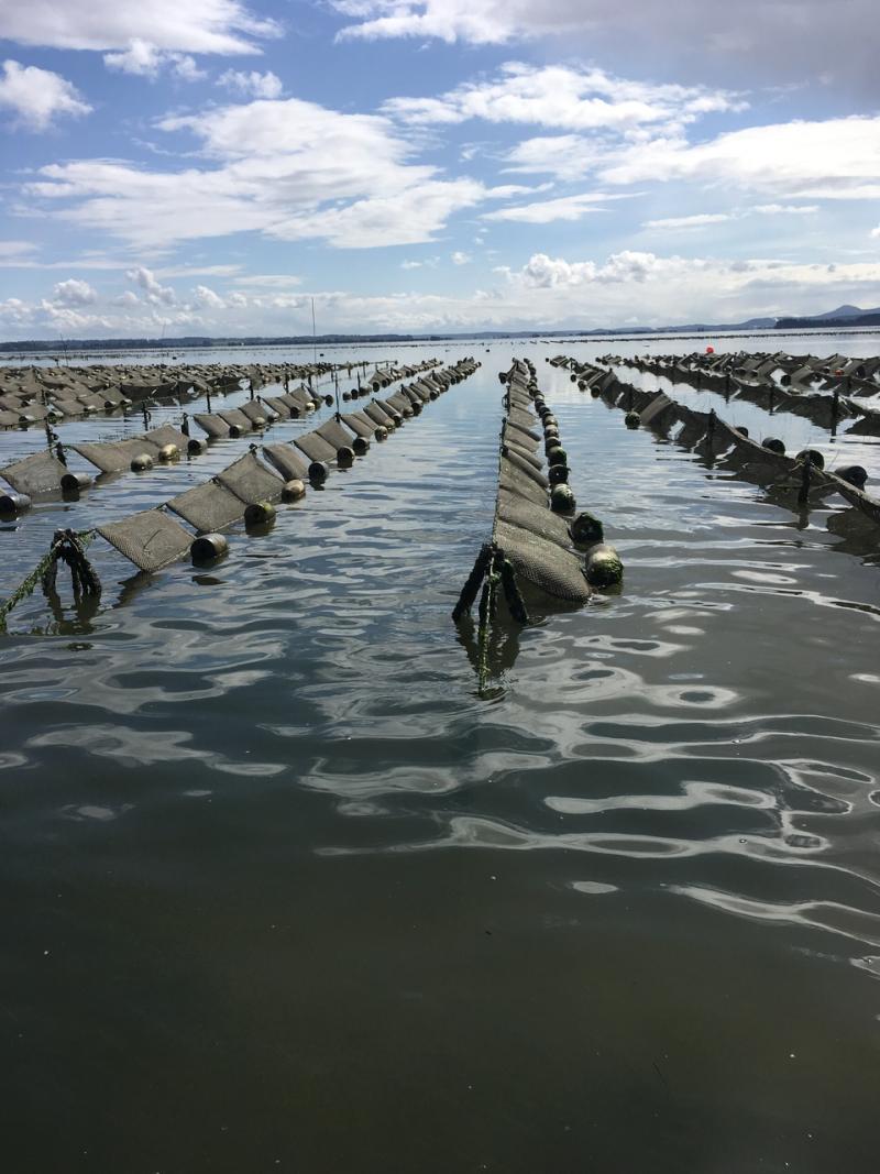 Feed management in aquaculture farm