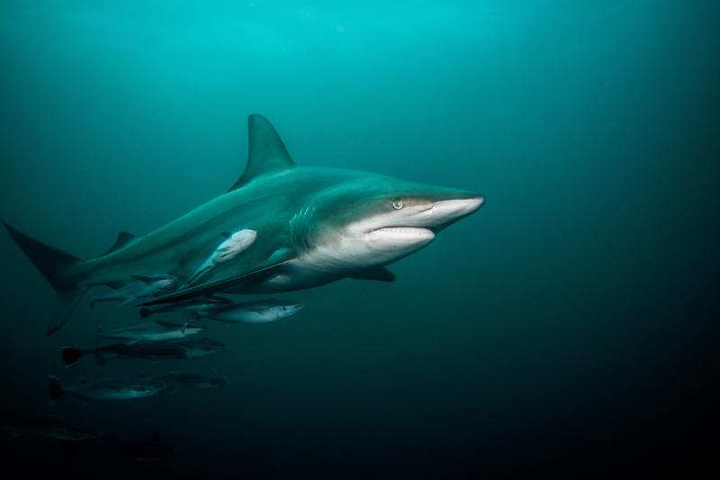 Pelagic Blacktip shark in open water.