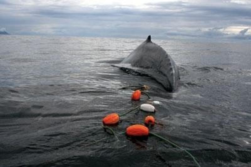 Humpback whale entangled in gill net.