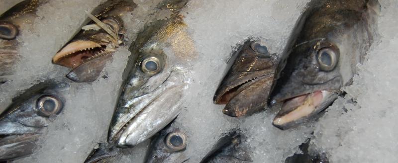 GOM-SA-Mackerel-SERO.jpg