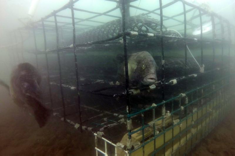 GOPR9801twoblackfish2.jpg