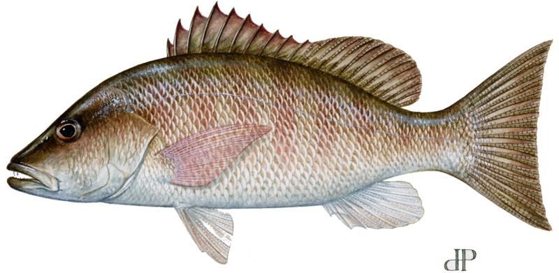 Amendment 51: Establish Gray Snapper Status Determination Criteria and  Modify Annual Catch Limits