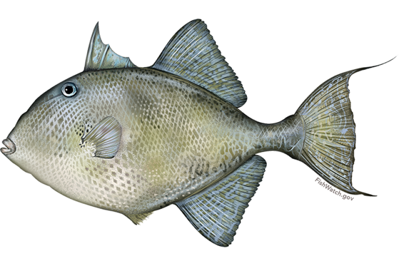 gray_triggerfish.png