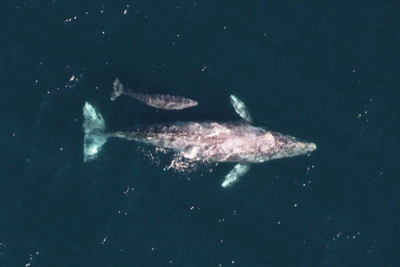 gray_whale_calf_survey01.jpg