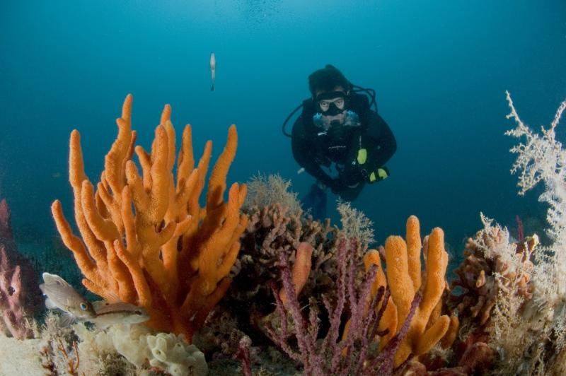 Grays Reef Georgia.jpg