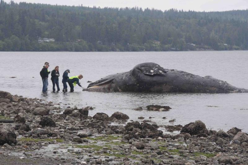 graywhalecarcass - reduced.jpg