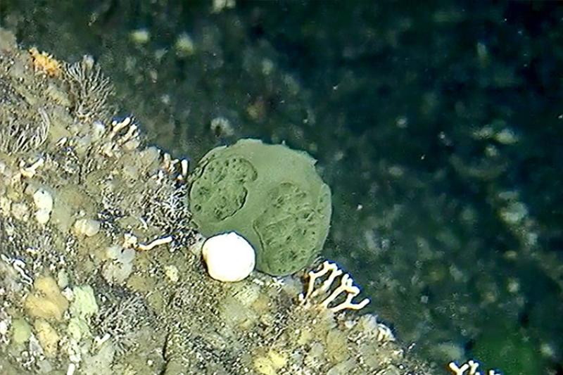 Green coral at the bottom of the ocean