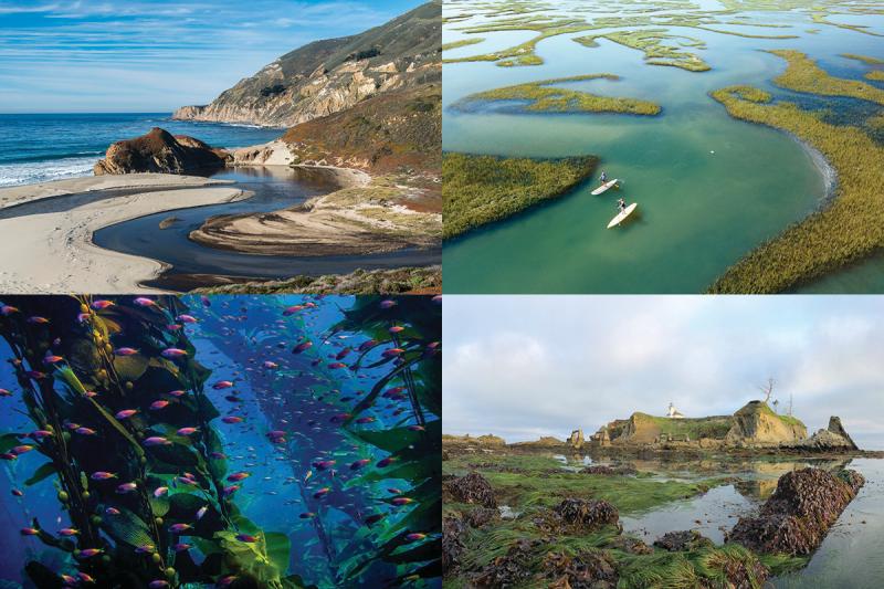 Habitat Month 2018 Public Winners Collage.jpg