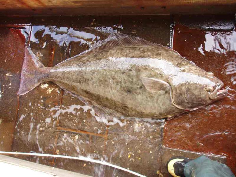 Atlantic halibut, large fish on deck, crew boot visible in lower right corner (size comparison).