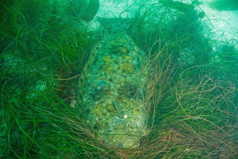 halibut_eelgrass_._adam_obaza_reduced.jpg