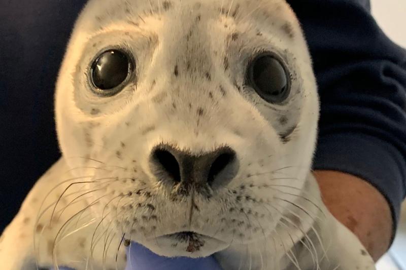 harbor-seal-pup.jpg