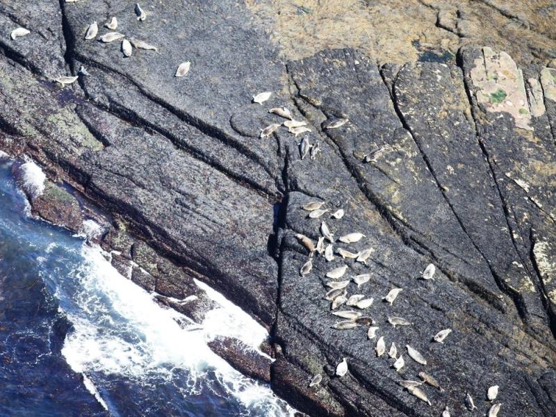 Harbor seals on the rocks as seen from the aerial survey plane.