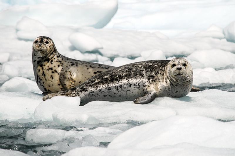 Two seals on ice floating on water 