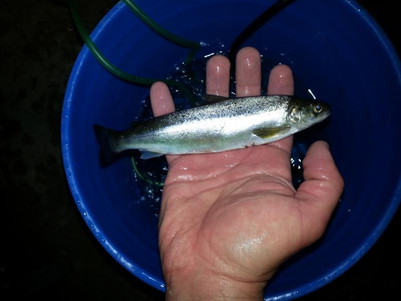 Hand hold smolt over a blue bucket.  
