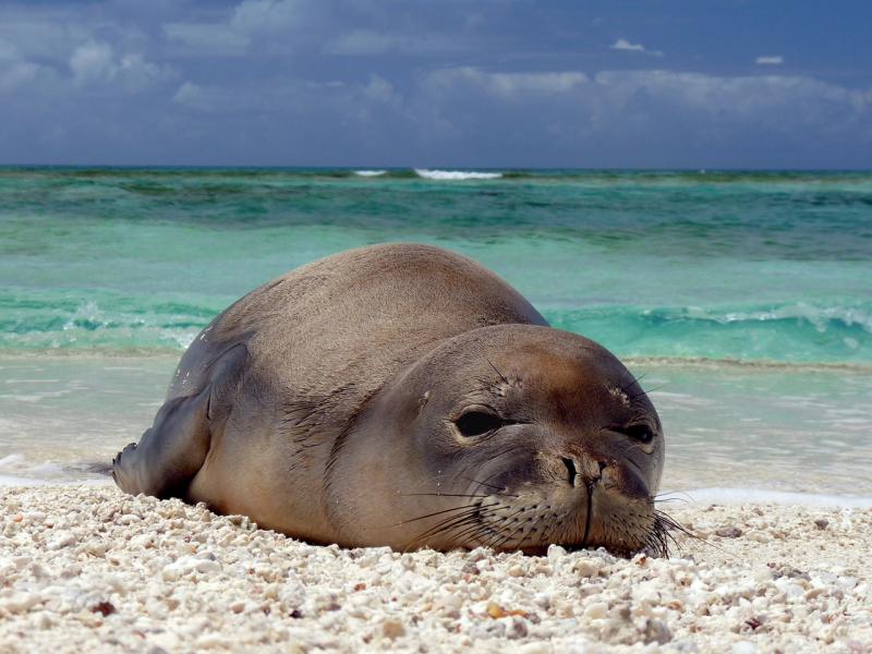Hawaiian_monk_seal_at_French_Frigate_Shoals_07.jpg