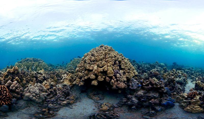 healthy-coral-reef-ecosystem-west-hawaii-800x467.jpg