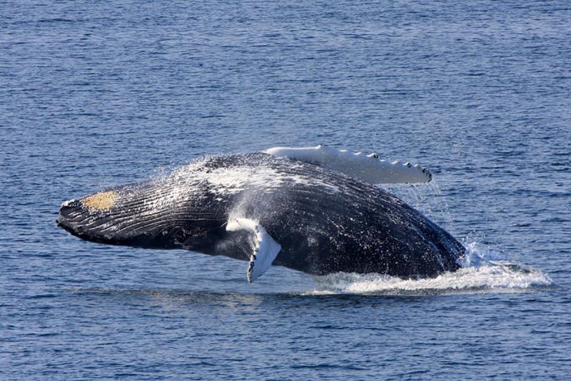 Breaching humpback whale. 