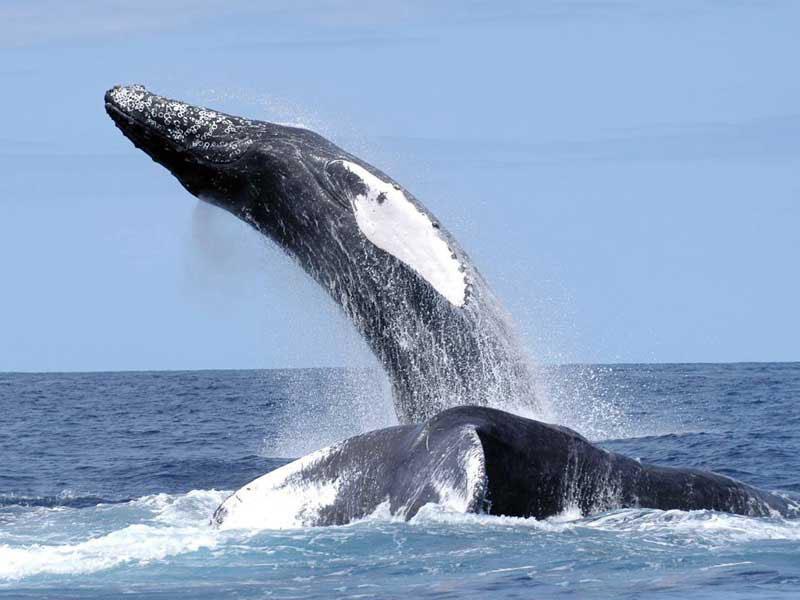 humpback_nefsc.jpg