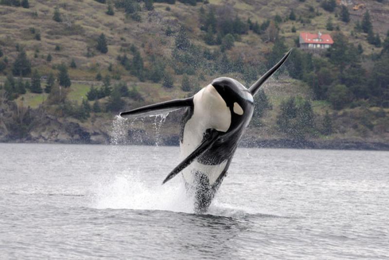 A Southern Resident killer whale leaps into the air. Credit: NOAA