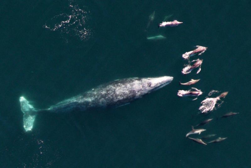 img00_graywhale.jpg